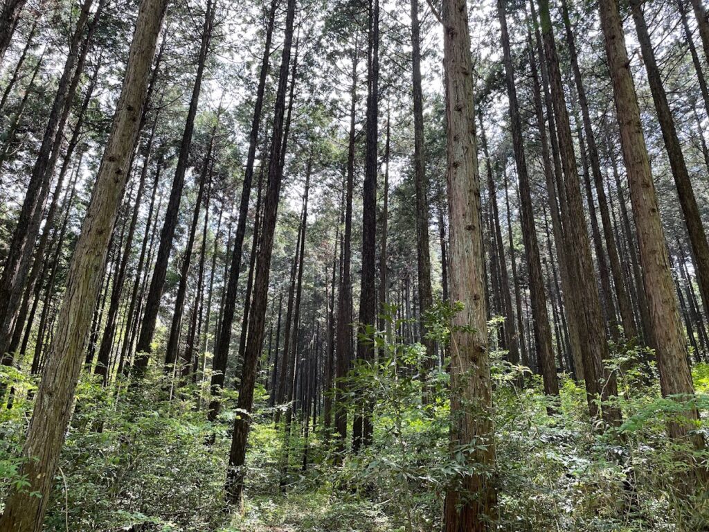 茨城県で木の家を手掛けるベースポイントが採用している茨城県八溝山地の森林画像